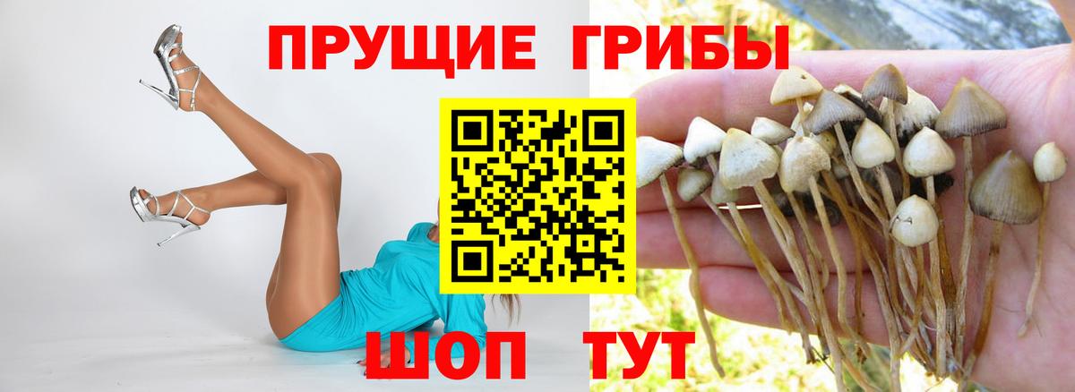 Псилоцибиновые грибы прущие грибы Лысьва